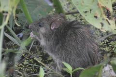 Rattus rattus