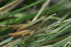 Dichromorpha elegans