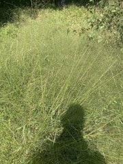 Eragrostis pectinacea
