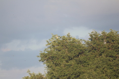 Ardeola grayii