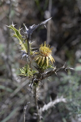 Carlina corymbosa