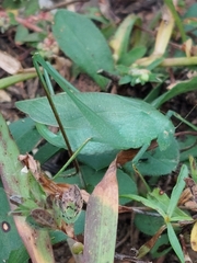 Amblycorypha oblongifolia