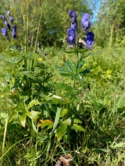 Aconitum baicalense