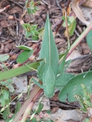 Amblycorypha oblongifolia