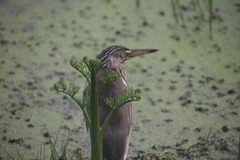 Cyclosorus interruptus