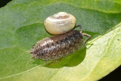 Porcellio monticola