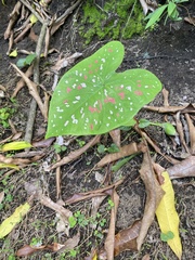 Caladium bicolor