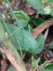 Amblycorypha oblongifolia