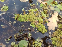 Salvinia natans