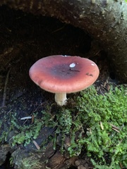 Russula rosacea