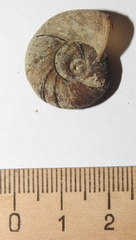 Planorbarius corneus