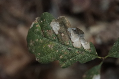 Tischeria ekebladella