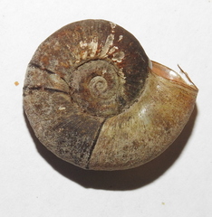 Planorbarius corneus