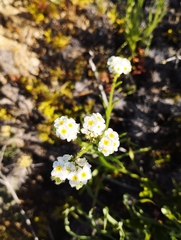 Cryptantha