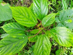 Urera caracasana