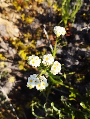 Cryptantha