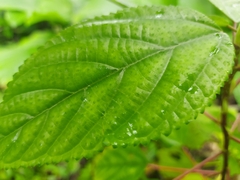 Urera caracasana