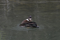 Anas platyrhynchos × Cairina moschata