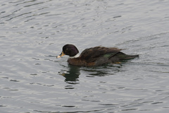 Anas platyrhynchos × Cairina moschata