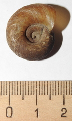 Planorbarius corneus
