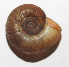 Planorbarius corneus