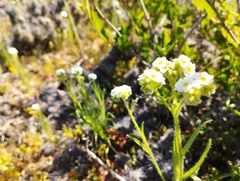 Cryptantha