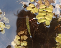 Stratiomyini