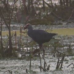 Porphyrio poliocephalus