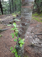 Betula cordifolia