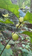 Amphibolips
