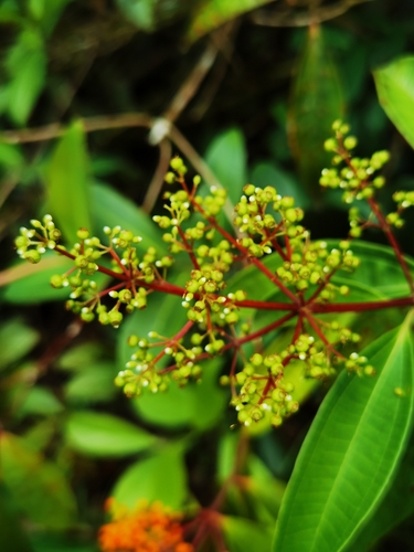 Miconia longifolia, photograph 2