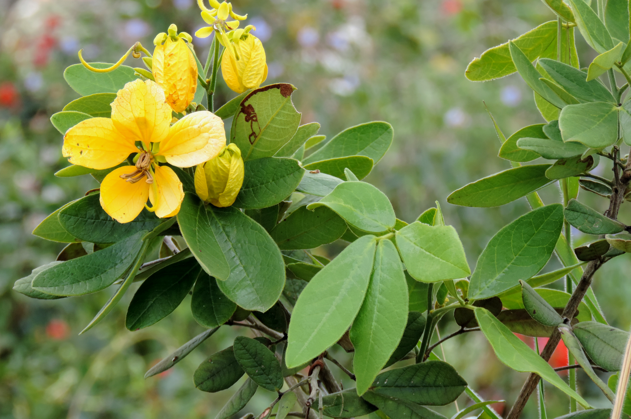Senna macranthera var. micans