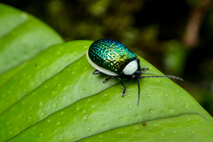 Asphaera albomarginata