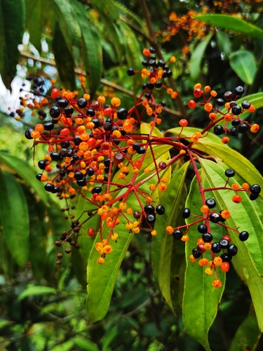 Miconia longifolia, photograph 3