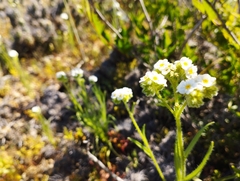 Cryptantha
