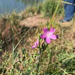 Sidalcea neomexicana