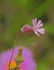 Silene reinholdii