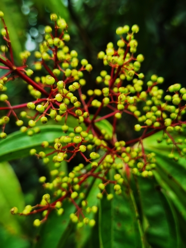 Miconia longifolia, photograph 4