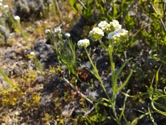 Cryptantha