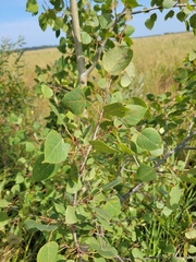Populus