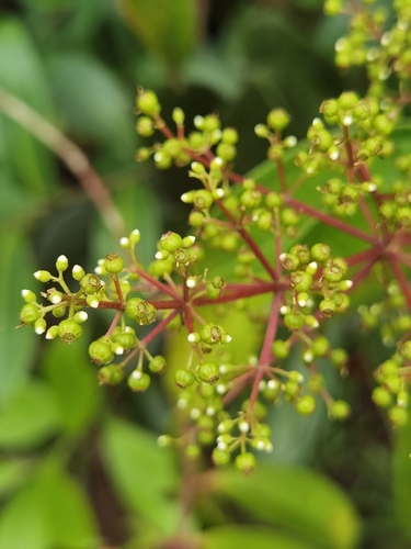 Miconia longifolia, photograph 5