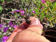 Crassula tomentosa