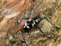 Glischrochilus quadriguttatus