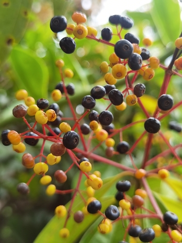 Miconia longifolia, photograph 6
