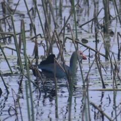 Porphyrio poliocephalus