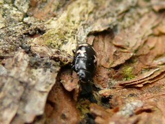 Glischrochilus quadriguttatus