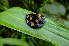 Cyrtonota