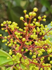 Miconia longifolia