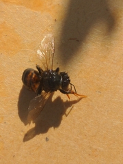 Megachiloides