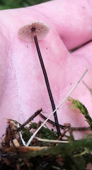 Paragymnopus perforans